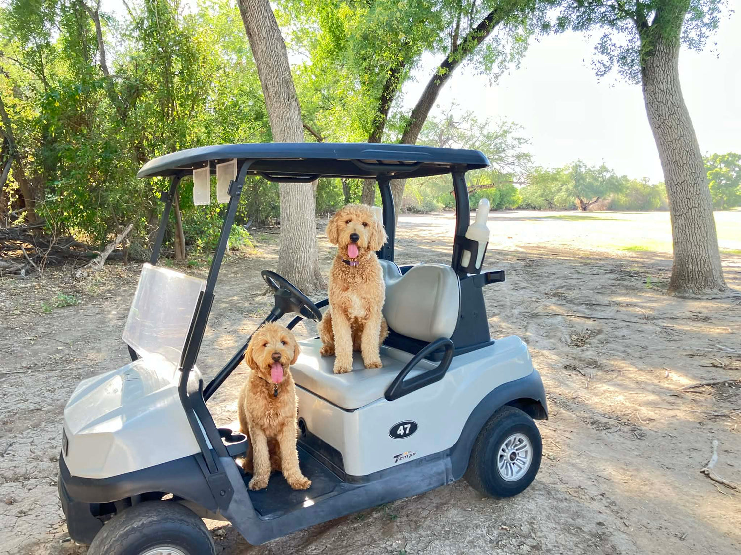 THE CANINE COLLECTION